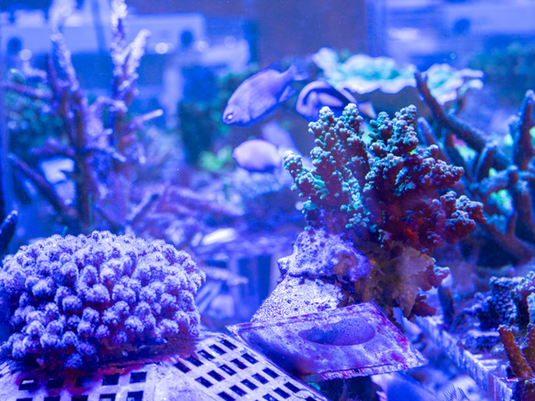 珊瑚イメージ